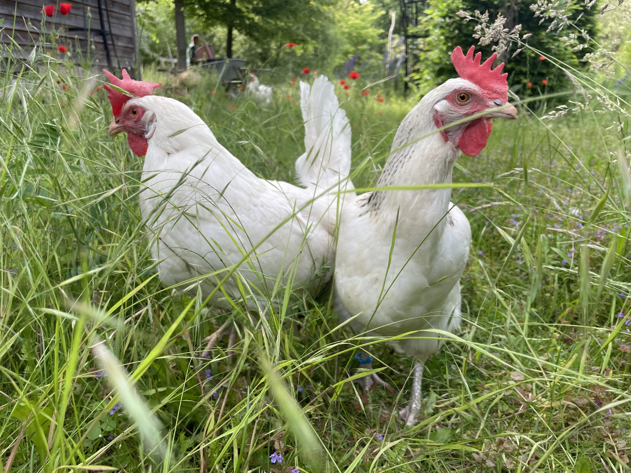 Die Hühner bleiben auch zu Hause